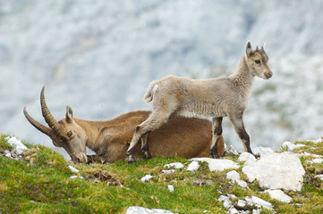 mother ibex and young ibex resting
