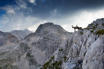 two male ibex standing on rocky ridge in julian al - 1994652