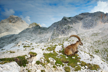 old ibex resting in slovenian julian alps - 1994653