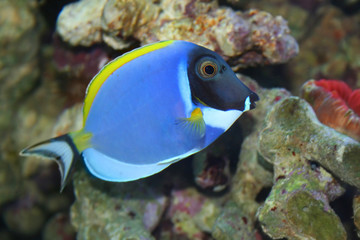 Fototapeta na wymiar acanthurus Leucosternon, ryba