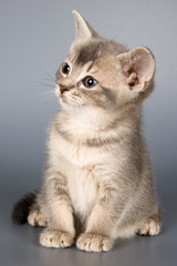 kitten whom the first time poses in studio