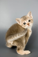 Fototapeta premium kitten whom the first time poses in studio