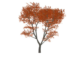 tree_red