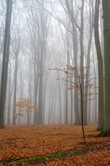misty autumn beech forest