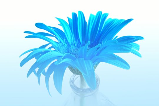 Fototapeta blue flower in blue mist