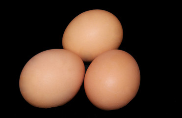 eier
