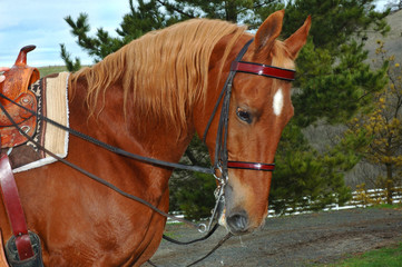 Obraz premium saddlebred with english bridle