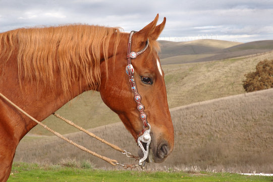 saddlebred with western bridle 2