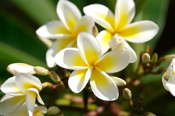 frangipani 2