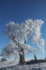 white frozen tree on blue background