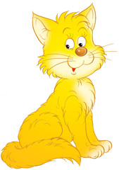 Fototapeta premium cat