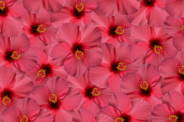 hibiskus-blüten © Frank-Peter Funke