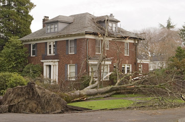 Fototapeta na wymiar dom z uszkodzenia drzewa