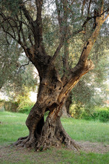 Fototapeta na wymiar Stare drzewo oliwne