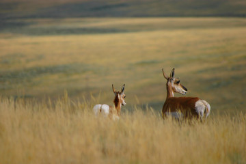 antelope doe and fawn 2