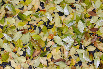 background leaves on asphalt