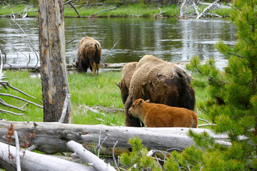 buffalo with baby on river