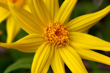 yellow wildflower arnica