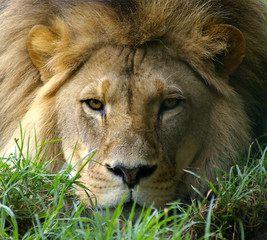 lion looking straight ahead.