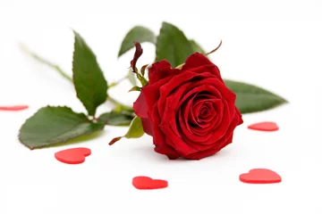 rote Rose © Kati Finell