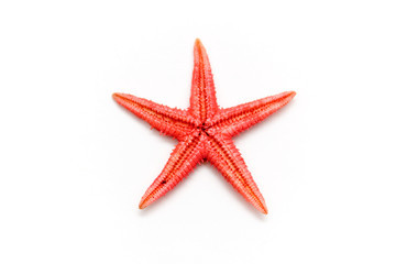 starfish - 2008247