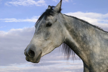 Fototapeta na wymiar horse portrait, shagya arab