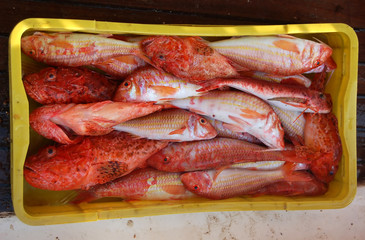 Fototapeta premium fishing series - catch of fish