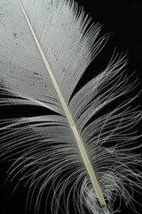 feather on black