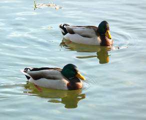canard