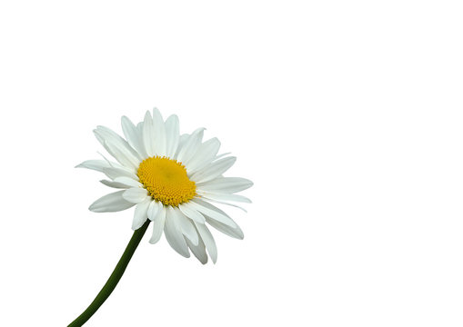 wei&szlig;e margerite auf wei&szlig;em hintergrund