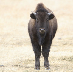 buffalo calf