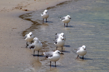 sea gulls
