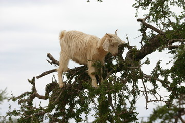 chevre arganier maroc