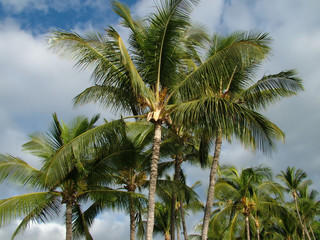 Fototapeta na wymiar tropical palm trees