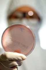 boite de petri et biologiste