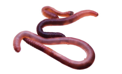 worms