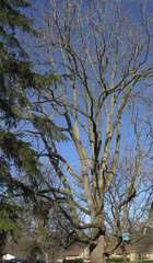 old 85 year old walnut tree
