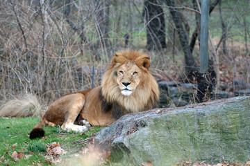 Obraz na płótnie Canvas king lion
