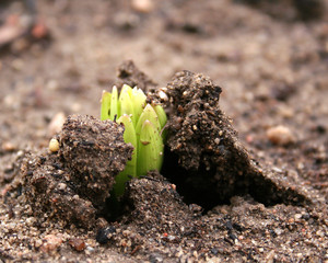 sprout