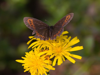 the butterfly and a dandelion