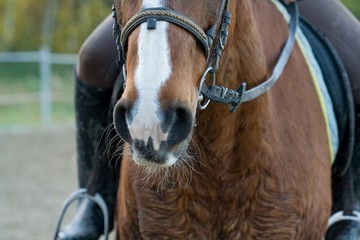 chevaux 041