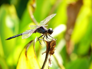 dragonfly