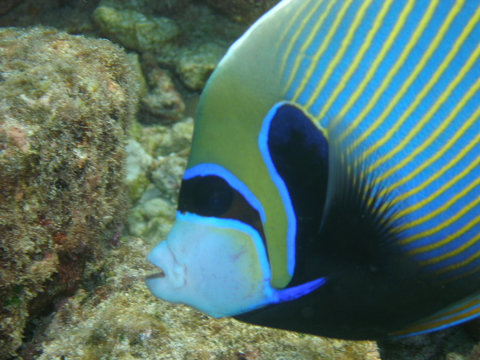 kaiserfisch