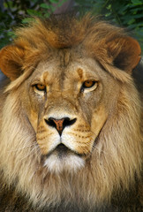 proud lion