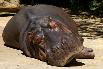 hippo sleeping