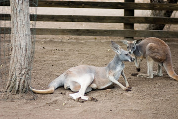 resting kangaroos