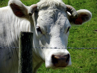 normandy farm cow