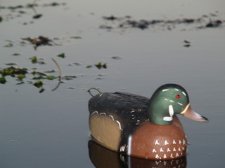 duck decoy at day break
