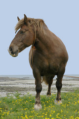 cheval de trait