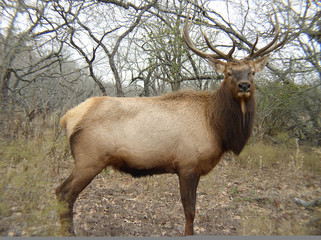 trophy bull elk, large rack